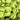 Spinshot Pressureless Tennis Balls (60)